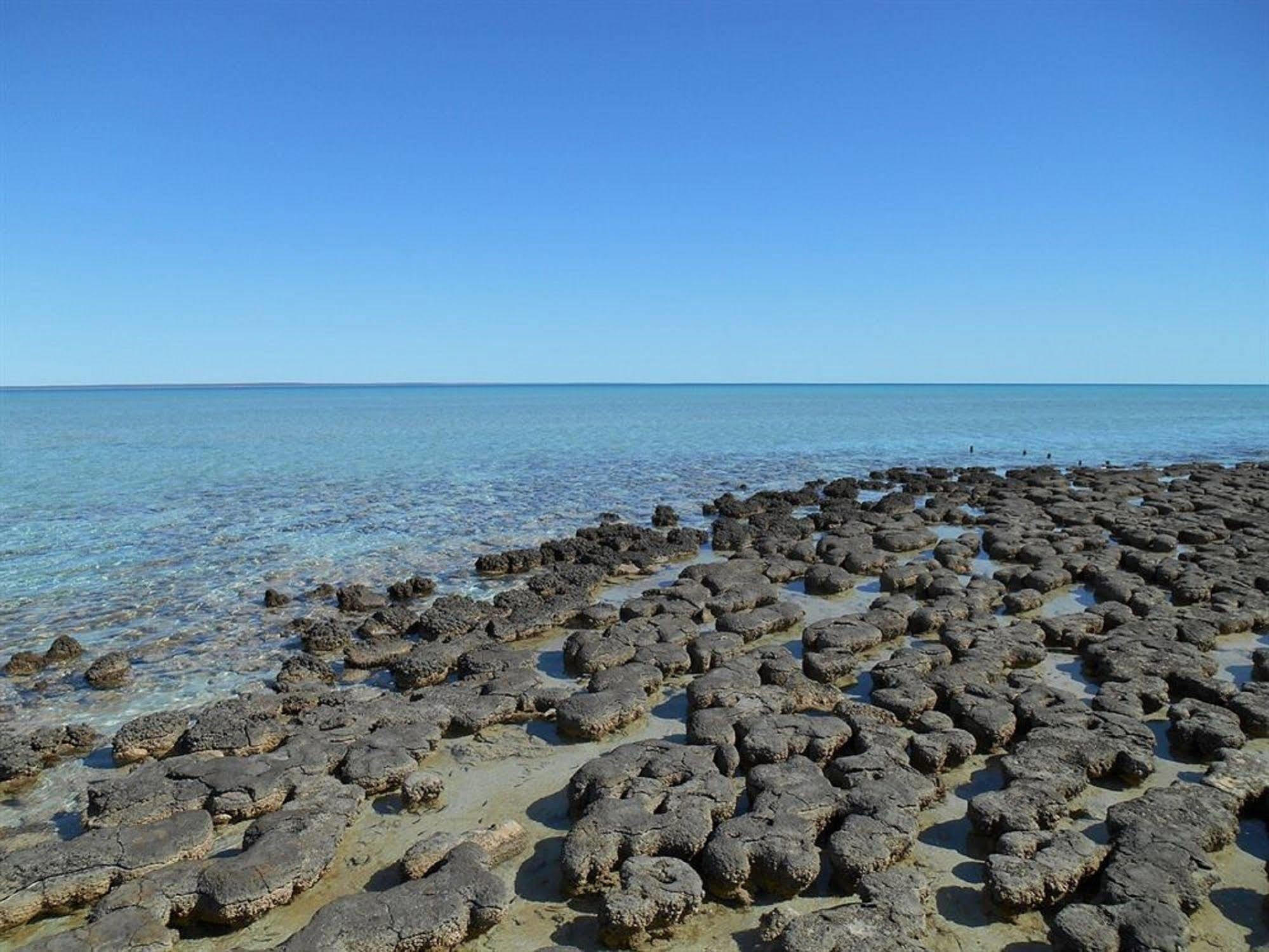 Hamelin Pool Caravan Park Exteriér fotografie